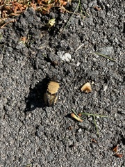 Cuterebra abdominalis