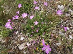 Erodium rodiei