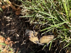 Cuterebra abdominalis