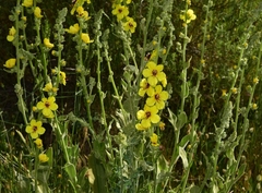 Verbascum dentifolium