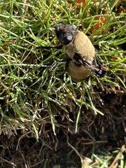 Cuterebra abdominalis