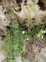 Arenaria grandiflora