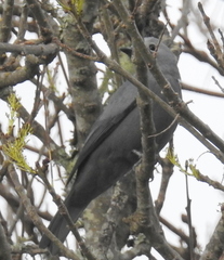 Coracina caesia caesia