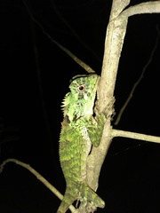 Gonocephalus kuhlii
