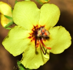 Verbascum dentifolium