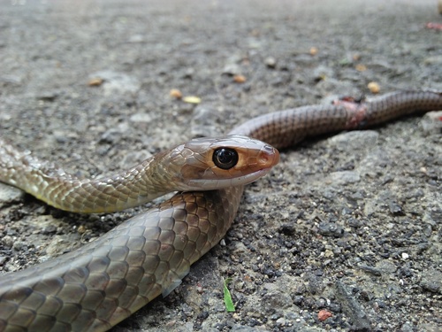 Photo of a Indo-Chinese Rat Snake (Ptyas korros)