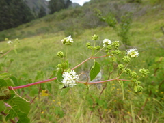 Colignonia biumbellata