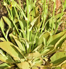 Verbascum dentifolium
