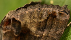 Plusiopalpa adrasta