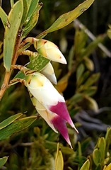 Conostephium pendulum