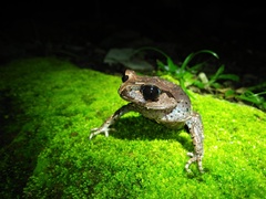 Leptobrachium hasseltii