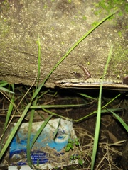 Sphenomorphus sanctus