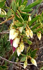 Conostephium pendulum