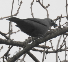 Coracina caesia caesia