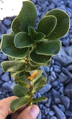 Coprosma serrulata