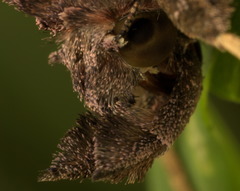 Plusiopalpa adrasta