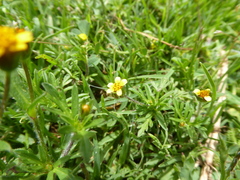 Heterosperma diversifolium