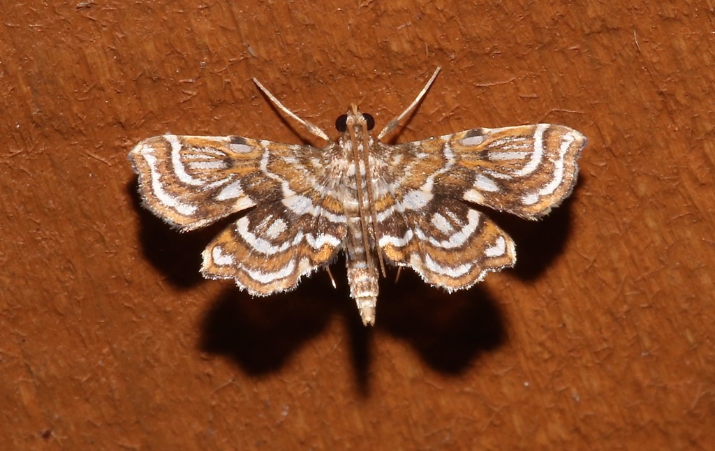 Leatherleaf Fern Borer Moth