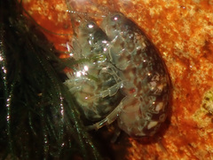 Hyaloidea