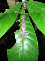 Cyrtodactylus