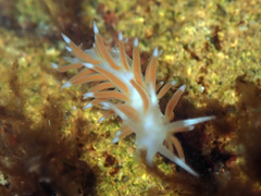 Coryphellina albomarginata