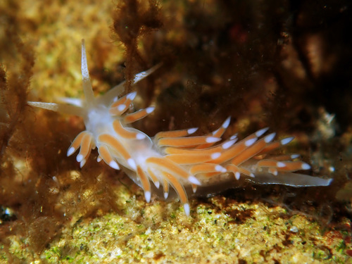 Coryphellina albomarginata (M.C.Miller, 1971)