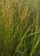 Juncus rigidus