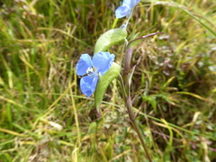 Commelina fasciculata