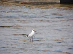 Chroicocephalus ridibundus