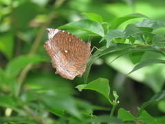Elymnias hypermnestra beatrice