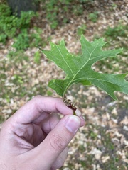 Melikaiella tumifica