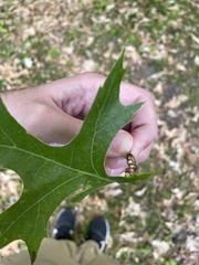 Melikaiella tumifica