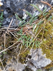 Pellaea atropurpurea
