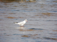Chroicocephalus ridibundus
