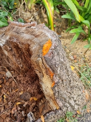 Fungi