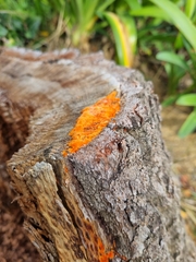 Fungi