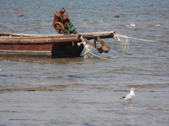 Chroicocephalus ridibundus