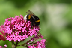 Bombus