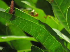 Abisara saturata kausambioides