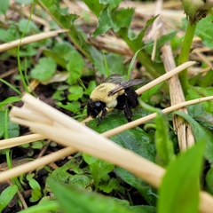 Bombus impatiens