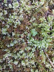 Plagiomnium ellipticum