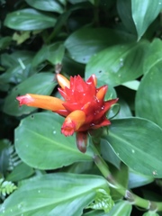 Costus productus