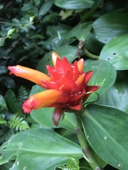 Costus productus