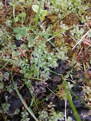 Plagiomnium ellipticum