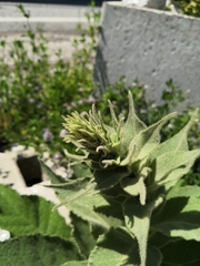 Verbascum