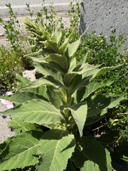 Verbascum