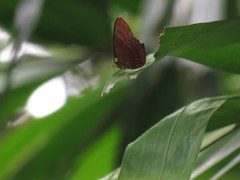 Abisara saturata kausambioides
