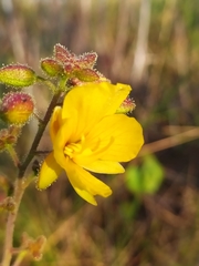 Chamaecrista brachyrachis