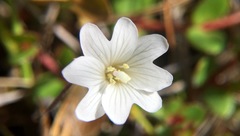 Epilobium komarovianum