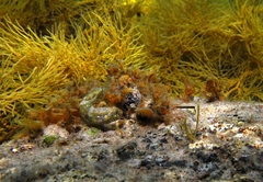 Bathygobius krefftii